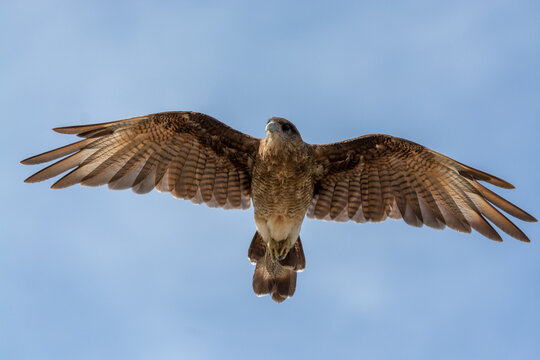 Tiuque (Milvago chimango) volando.