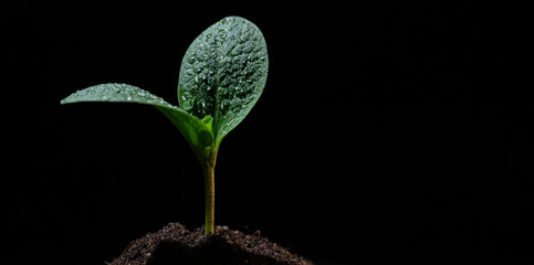 Zucchini sprout in dew drops on a black background. 