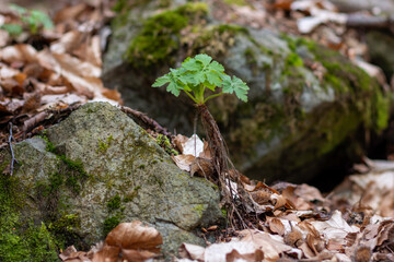 moss on the rocks