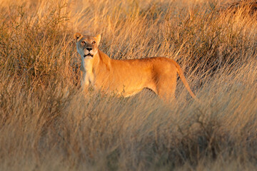 An alert lioness (Panthera leo) in dry grassland at sunset, Kalahari desert, South Africa.