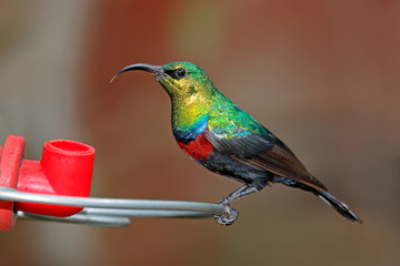 A colorful male Marico sunbird (Cinnyris mariquensis) perched on a feeder, South Africa.