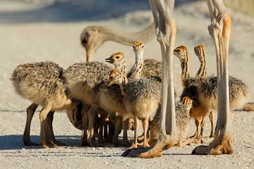 Wandaufkleber Brood of small ostrich (Struthio camelus) chicks in natural habitat, Kalahari desert, South Africa. © EcoView