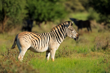 A plains zebra (Equus burchelli) in natural habitat, Mokala National Park, South Africa.