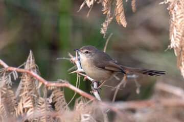 Plain prinia or Prinia inornata observed near Nalsarovar in Gujarat, India