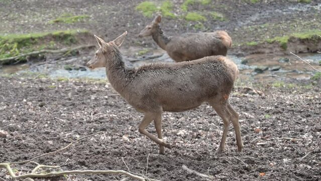 Female Deer cow is looking around and walks in a group of female deer, at Safari Park Brudergrund, Erbach, Germany