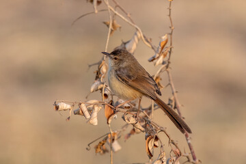 Plain prinia or Prinia inornata observed near Nalsarovar in Gujarat, India