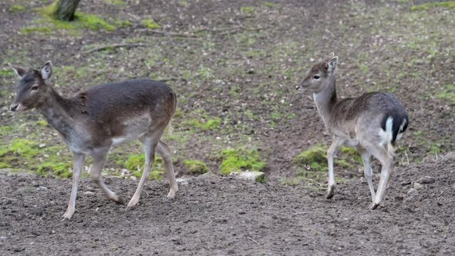 Fawn female deer standing close to each other and starts walking around at Safari Park Brudergrund, Erbach, Germany during springtime