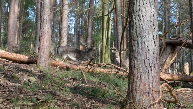 Two male deer and looking around, standing in front of each other in the woods, trees in front and in the background, Brudergrund, Erbach