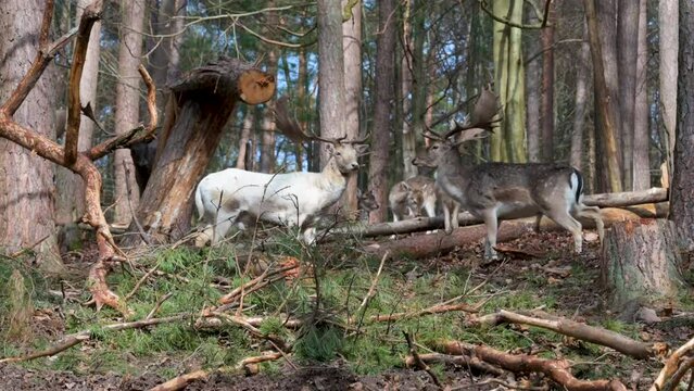 Two male deer with white and brown fur standing in front of each other before they start fighting for a female deer, in the woods with lots of trees around, Brudergrund, Erbach