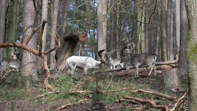Two male deer with white and brown fur fighting for a female deer in the woods, view from the distance with trees in the front and background, Brudergrund, Erbach, Germany