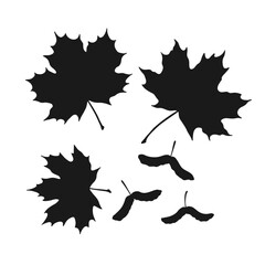 Fototapeta premium Set of silhouette maple and seeds. Hand drawn autumn vector illustration.