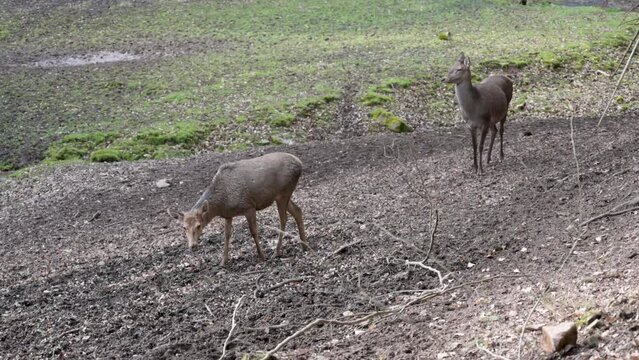 Two female deer walking and searching for food at Safari Park Brudergrund, Erbach, Germany during Springtime