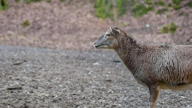 Close-up Goat is walking around, stopping and looking at camera at Safari Park Brudergrund, Erbach, Germany during Springtime
