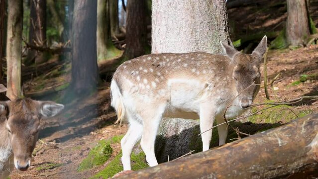 Small group of deer calf resting underneath a tree in the forest, Safari Park Brudergrund, Erbach, Germany
