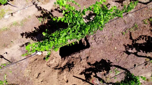 Spiral overhead view of a soil nutrient calicata in the Cachapoal valley, viticulturist's method, Chile.