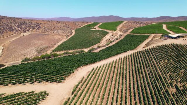 Aerial view over vineyards in Fray Jorge in the Limari Valley, Chile, South America. Fast dolly forward drone shot