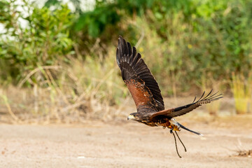 Flight training for hunting of Harris's hawks