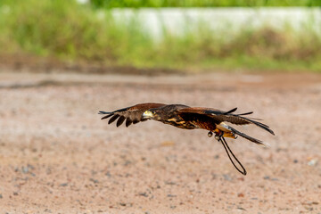 Flight training for hunting of Harris's hawks