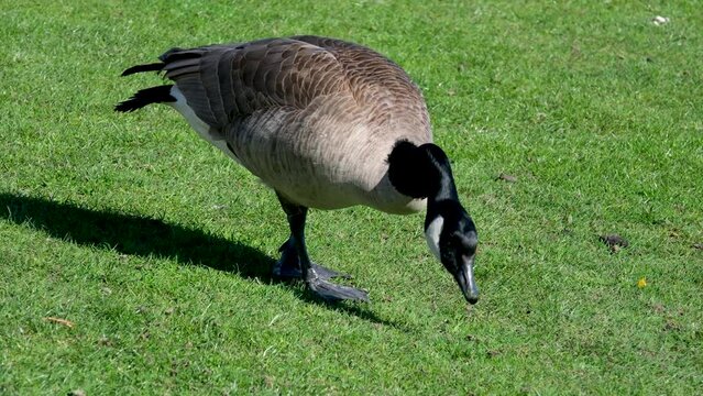 Wild Canadian Geese Feeding on Grass followed by adult Canada goose. Canada geese can establish breeding colonies in urban and cultivated areas, which provide food and few natural predators
