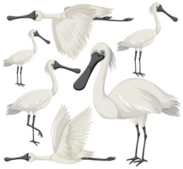 Black-faced spoonbill animal collection