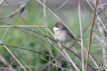 Lesser whitethroat sits on a tree branch in spring