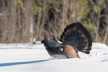 Majestic Western Capercaillie (Tetrao Urogallus) with big tail courting on a cold winter morning