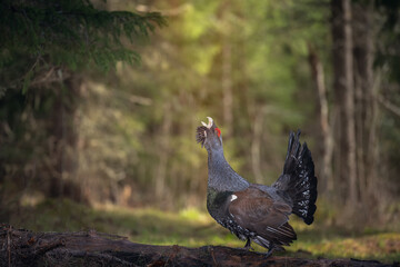 Majestic Western Capercaillie (Tetrao Urogallus) with big tail courting in forest in spring