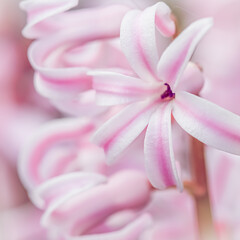 Fototapeta na wymiar White pink striped hyacinth flower close up. Floral background