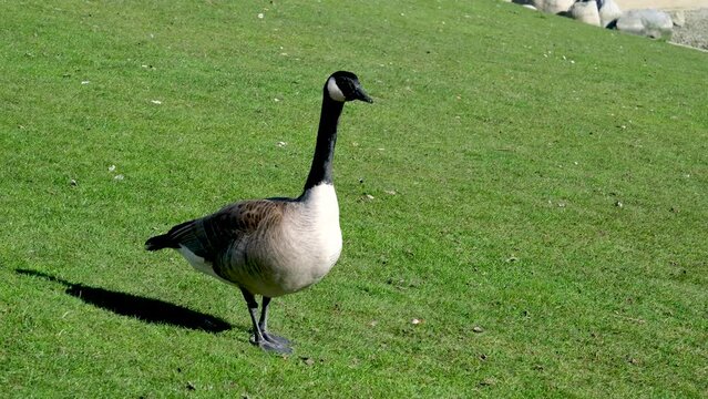 Goose stands in place and takes a look around a bright sunny park with a walking path nearby. canadian goose pumped up goose feces estrements High quality 4k footage