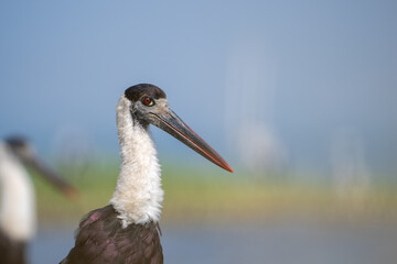 Asian woolly-necked stork (Ciconia episcopus)