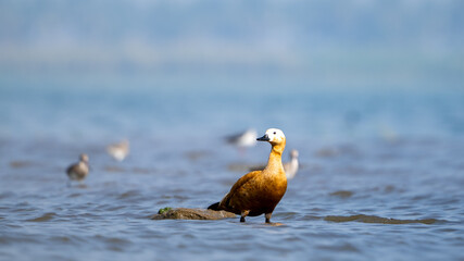The ruddy shelduck (Tadorna ferruginea)	