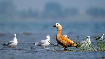 The ruddy shelduck (Tadorna ferruginea)	