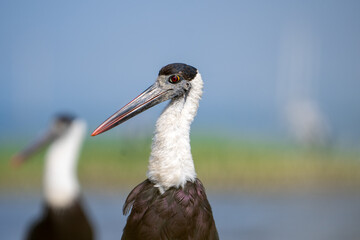 Asian woolly-necked stork (Ciconia episcopus)