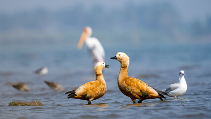 The ruddy shelduck (Tadorna ferruginea)	