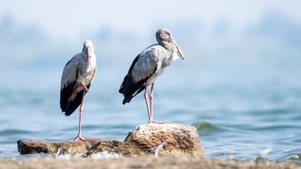The Asian openbill or Asian openbill stork (Anastomus oscitans)