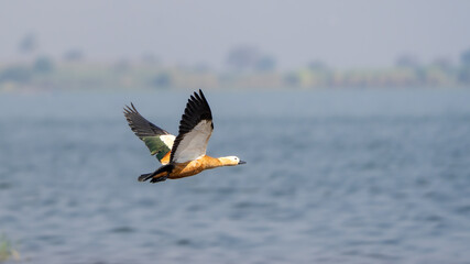 The ruddy shelduck (Tadorna ferruginea)	