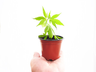 cannabis plant in a pot
