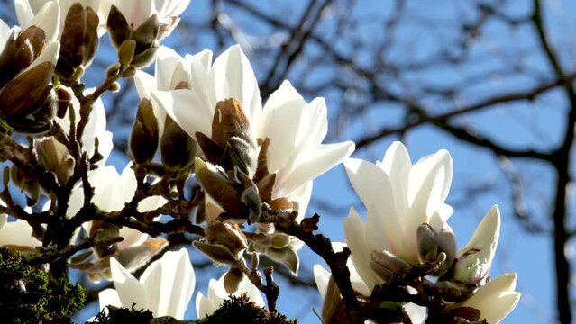 white Chinese or saucer magnolia flowers, large magnolia flowers against the background of withered branches of another tree of life death comparison of youth and