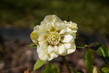 wild nature captured on sony alpha camera