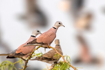Red collared dove or Streptopelia tranquebarica observed near Nalsarovar, India