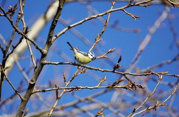 wild nature captured on sony alpha camera