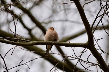 wild nature captured on sony alpha camera