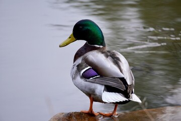 wild nature captured on sony alpha camera