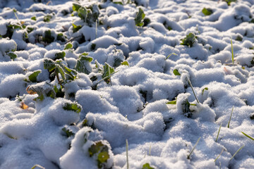 Obraz na płótnie Canvas Grass covered with snow and ice in winter
