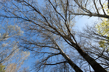 Young spring foliage of trees in the spring season