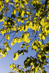 Brightly illuminated by sunlight foliage of trees in the spring season