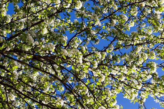 beautiful spring green foliage with white flowers in sunny weather