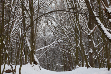 snow-covered bare deciduous trees in winter