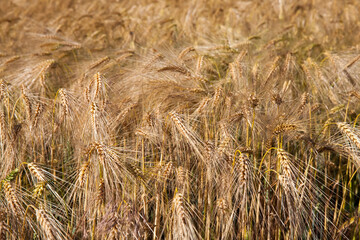 yellow ripe cereals in a field