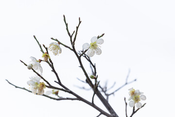 White plum blossoms bloom in early spring. plum tree